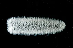 Colonial Prints: Pyrosome