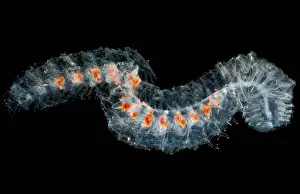 Colonial Prints: Pyrosome Colony