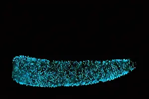 Colonial Prints: Pyrosome (Pyrosoma sp.)