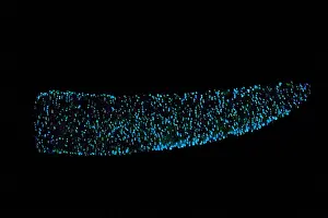 Mexico Prints: Pyrosome (Pyrosoma sp.)