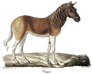Zebra Prints: Quagga