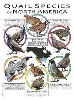 Prints: Quail Species of North America