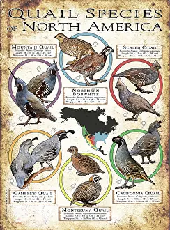 Prints: Quail Species of North America