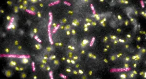 Gram Prints: Quantum Dots bound to E.coli Bacteria