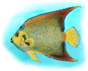 Actinopterygii Prints: Queen Angelfish