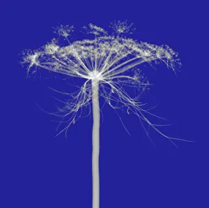Introduced Prints: Queen Anne's Lace, X-ray