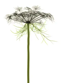 Introduced Prints: Queen Anne's Lace, X-ray