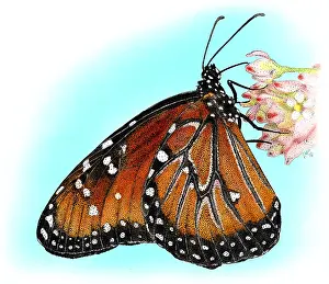 Butterfly Prints: Queen Butterfly