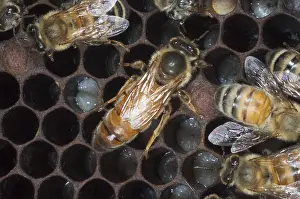 Worker Prints: Queen honeybee