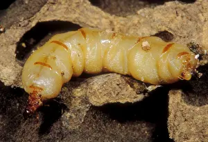 2005 Prints: Queen Termite