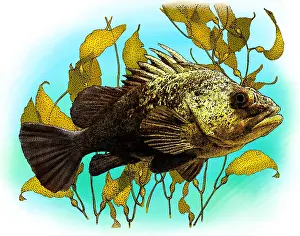 Rockfish Prints: Quillback Rockfish