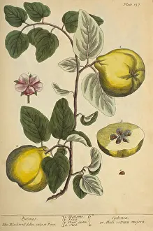 Apple Prints: Quince, Medicinal Plant, 1737