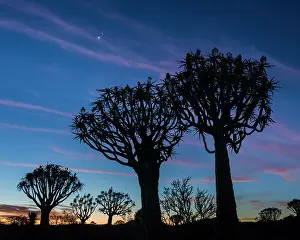 Silhouette Prints: Quiver trees