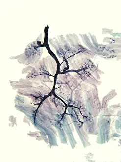 : Rabbit Neuron Nerve Ending (LM) under a microscope