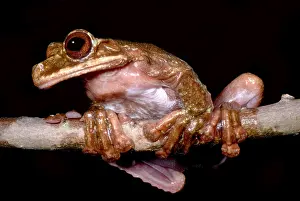 Rabb's Fringe Limb Tree Frog