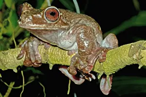Hole Prints: Rabb's Fringe Limb Tree Frog