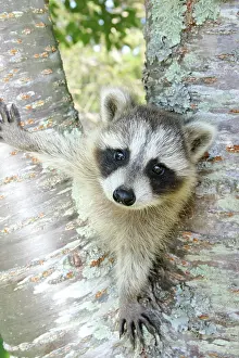 Immature Prints: Raccoon Climbing Tree