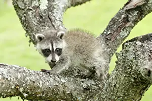 Immature Prints: Raccoon Climbing Tree