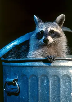 Vertical Prints: Raccoon in garbage can