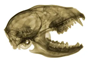 2016 Prints: Raccoon Skull, X-ray