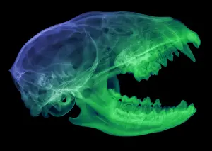 Mixed Science Images Prints: Raccoon Skull, X-ray