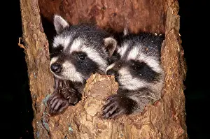 Mask Prints: Raccoons