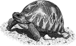 Tortoises Prints: Radiated Tortoise