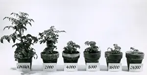 Tomato Prints: Radiation and Tomato Plants