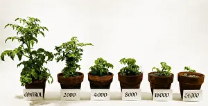 2011 Prints: Radiation and Tomato Plants