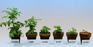 Radiation Prints: Radiation and Tomato Plants
