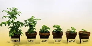 Shot Prints: Radiation and Tomato Plants