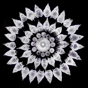 Science Source Collection Prints: Radiolaria, light micrograph