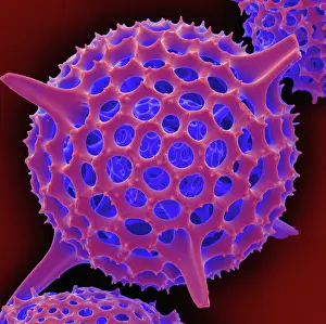 Mediterranean Prints: Radiolarian, scanning electron micrograph