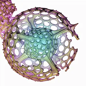 Mediterranean Prints: Radiolarian, scanning electron micrograph