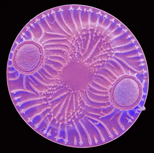 Mediterranean Prints: Radiolarian, scanning electron micrograph
