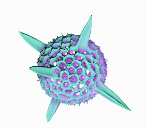 Marine Prints: Radiolarian, scanning electron micrograph