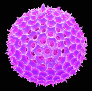 Marine Prints: Radiolarian, scanning electron micrograph
