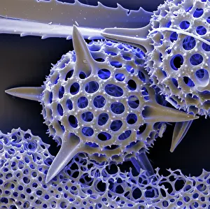 Sems Prints: Radiolarian, scanning electron micrograph