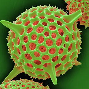 Sems Prints: Radiolarian, scanning electron micrograph