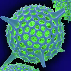 Sems Prints: Radiolarian, scanning electron micrograph