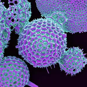 Sems Prints: Radiolarian, scanning electron micrograph