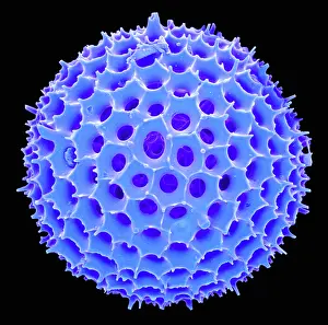Sems Prints: Radiolarian, scanning electron micrograph