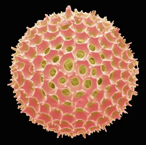 Mixed Science Images Prints: Radiolarian, scanning electron micrograph