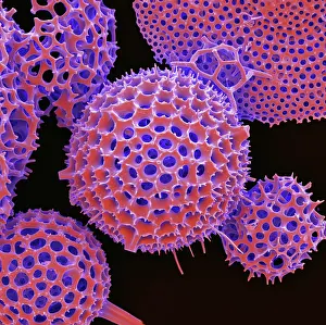 Mixed Science Images Prints: Radiolarian, scanning electron micrograph