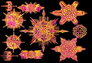 Amoeba Prints: Radiolarians