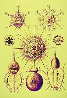Single Celled Prints: Radiolarians (after Ernst Haeckel)