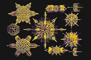 Single Celled Prints: Radiolarians (after Ernst Haeckel)