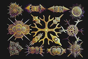 Single Celled Prints: Radiolarians (after Ernst Haeckel)