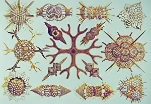 Single Celled Prints: Radiolarians (after Ernst Haeckel)