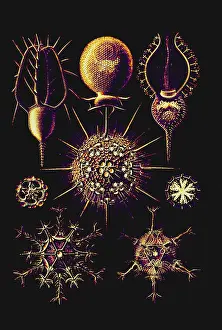 Single Celled Prints: Radiolarians (after Ernst Haeckel)